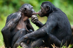 Tudósok: kommunikációs majmok bonobo egymással - átmeneti kapcsolat az emberi beszédhez